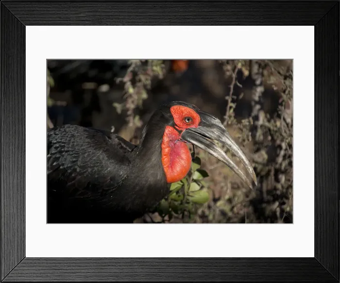 Framed Print : Picture No. 11992696 Framed Print : Picture No. 11992696
