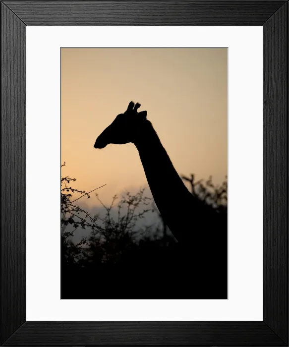 Framed Print : Picture No. 11992697 Framed Print : Picture No. 11992697