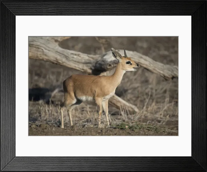 Framed Print : Picture No. 11992698 Framed Print : Picture No. 11992698