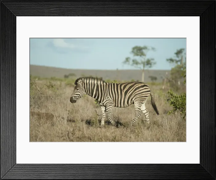 Framed Print : Picture No. 11992699 Framed Print : Picture No. 11992699