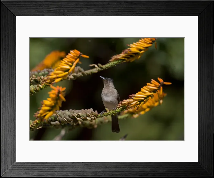 Framed Print : Picture No. 11992700 Framed Print : Picture No. 11992700