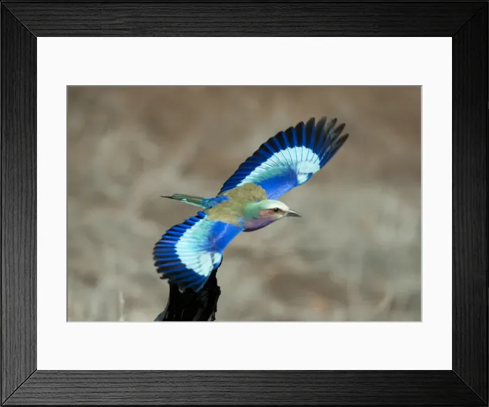 Framed Print : Picture No. 11992702 Framed Print : Picture No. 11992702
