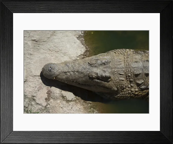 Framed Print : Picture No. 11992704 Framed Print : Picture No. 11992704
