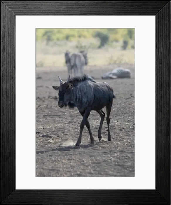 Framed Print : Picture No. 11992707 Framed Print : Picture No. 11992707