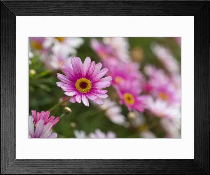 Framed Print : Picture No. 11993121 Framed Print : Picture No. 11993121