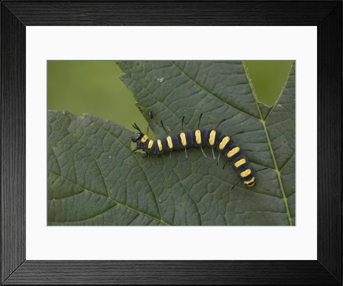 Framed Print : Picture No. 11993120 Framed Print : Picture No. 11993120