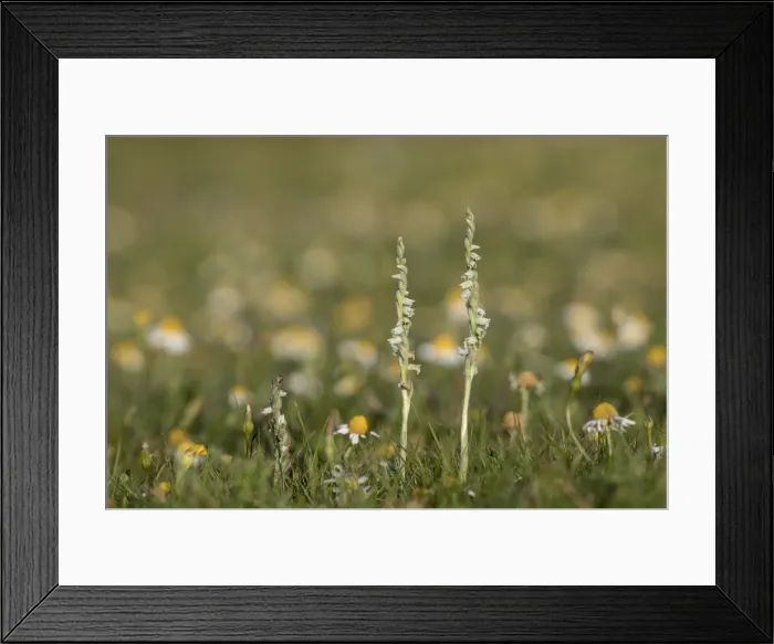 Framed Print : Picture No. 11993122 Framed Print : Picture No. 11993122