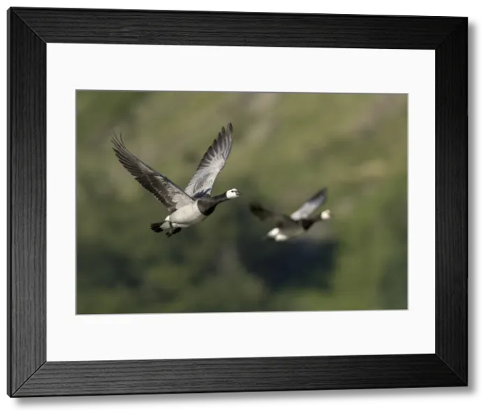 Framed Print : Picture No. 11993123 Framed Print : Picture No. 11993123