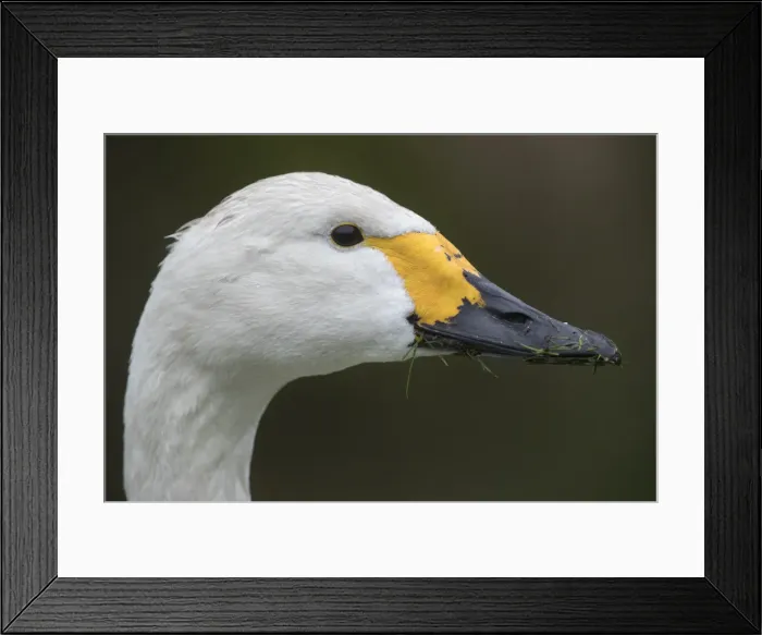 Framed Print : Picture No. 11993124 Framed Print : Picture No. 11993124
