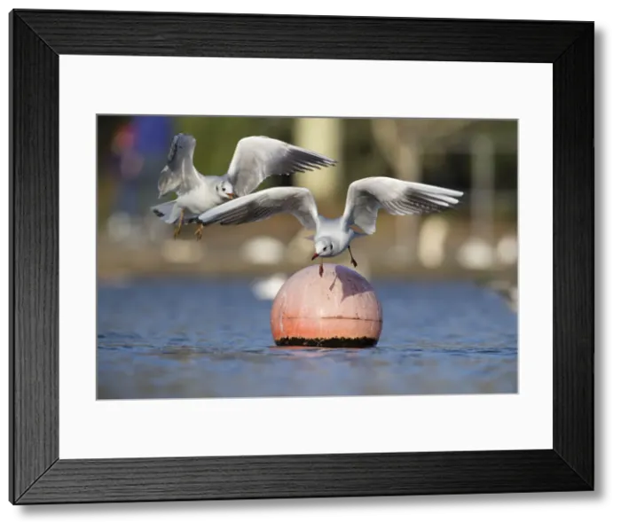 Framed Print : Picture No. 11993126 Framed Print : Picture No. 11993126