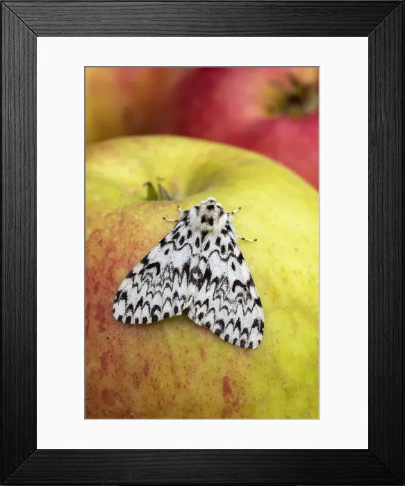Framed Print : Picture No. 11993125 Framed Print : Picture No. 11993125