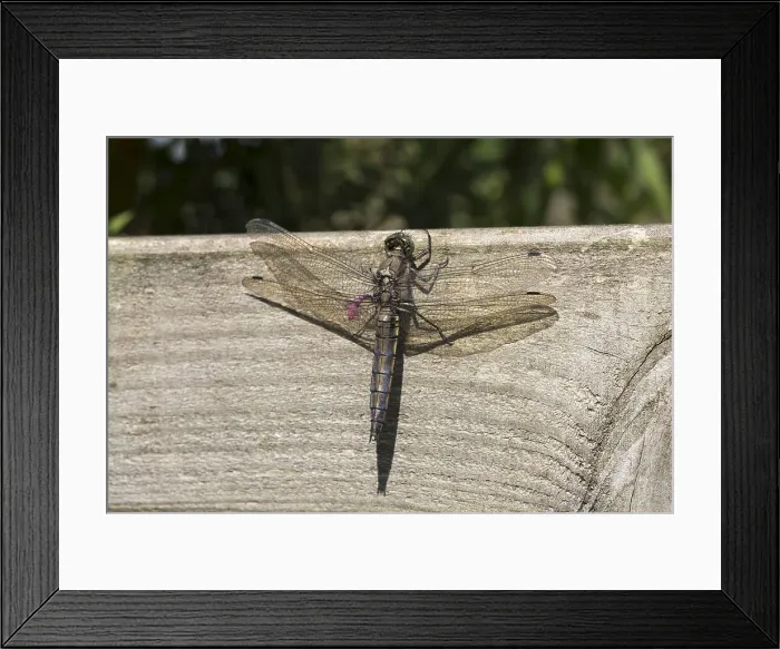 Framed Print : Picture No. 11993127 Framed Print : Picture No. 11993127
