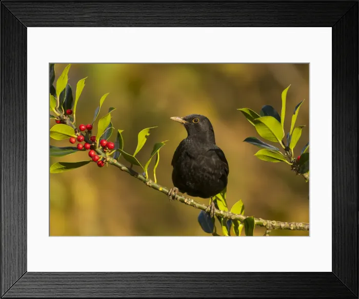 Framed Print : Picture No. 11993128 Framed Print : Picture No. 11993128