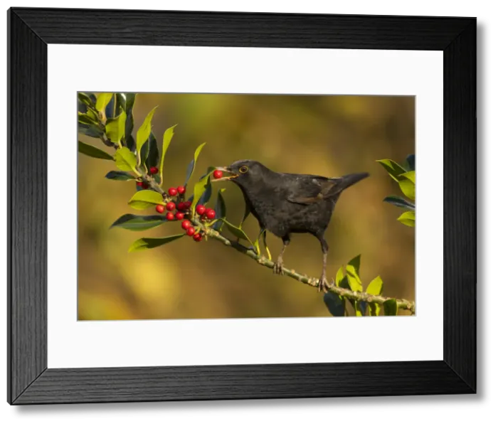 Framed Print : Picture No. 11993129 Framed Print : Picture No. 11993129