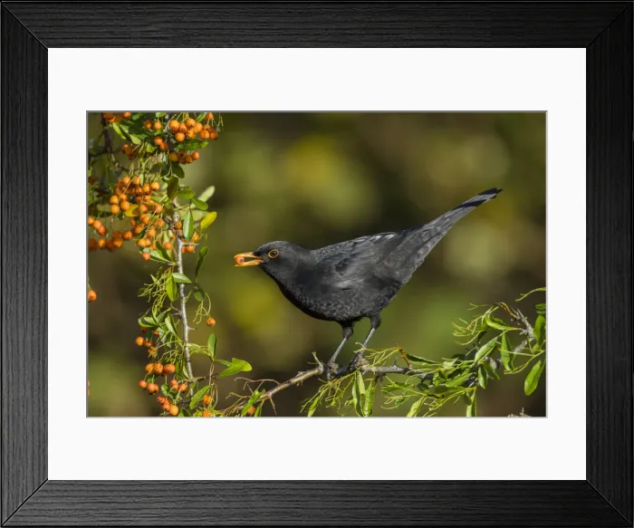 Framed Print : Picture No. 11993131 Framed Print : Picture No. 11993131