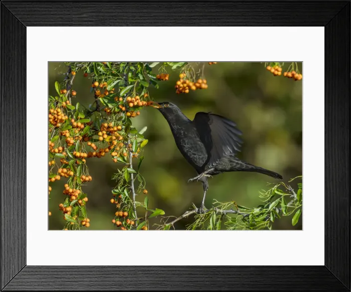 Framed Print : Picture No. 11993130 Framed Print : Picture No. 11993130