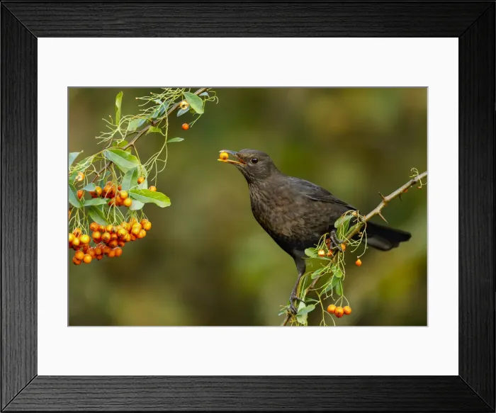Framed Print : Picture No. 11993133 Framed Print : Picture No. 11993133