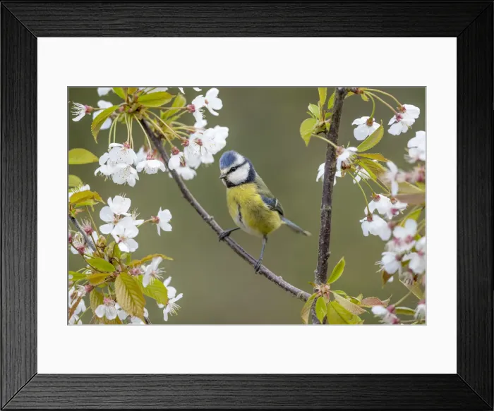 Framed Print : Picture No. 11993135 Framed Print : Picture No. 11993135