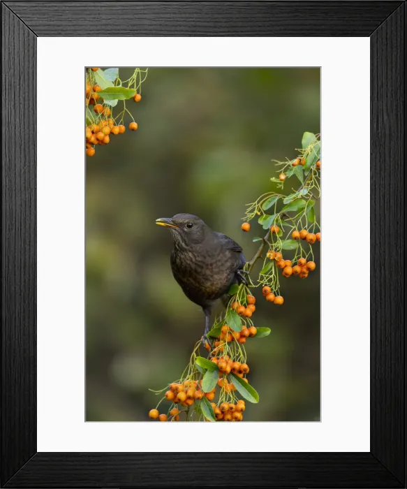 Framed Print : Picture No. 11993134 Framed Print : Picture No. 11993134