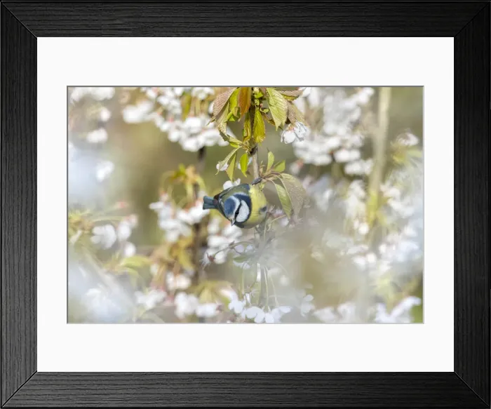 Framed Print : Picture No. 11993137 Framed Print : Picture No. 11993137