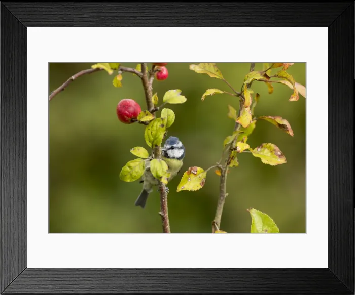 Framed Print : Picture No. 11993138 Framed Print : Picture No. 11993138
