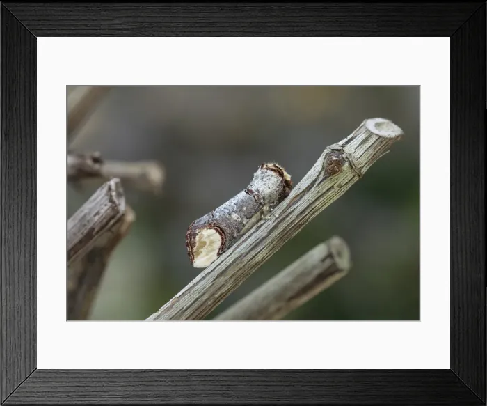 Framed Print : Picture No. 11993141 Framed Print : Picture No. 11993141