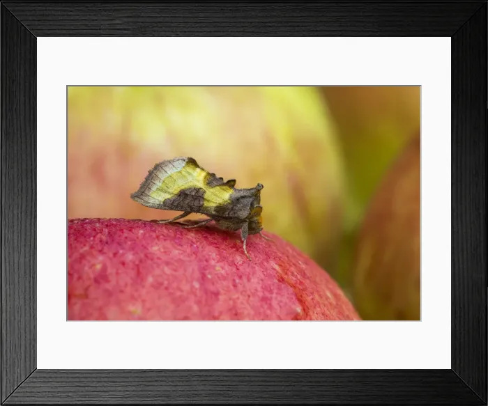 Framed Print : Picture No. 11993143 Framed Print : Picture No. 11993143