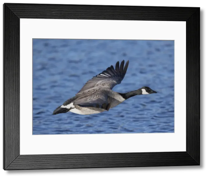 Framed Print : Picture No. 11993144