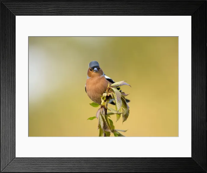 Framed Print : Picture No. 11993145 Framed Print : Picture No. 11993145