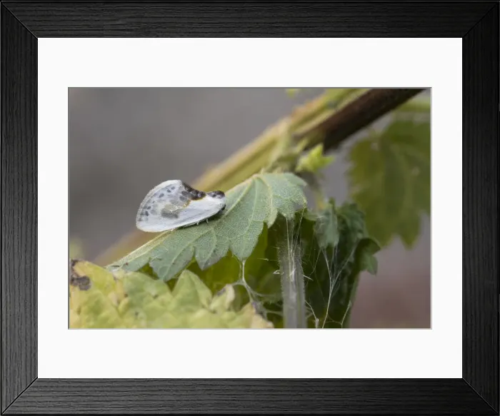 Framed Print : Picture No. 11993146 Framed Print : Picture No. 11993146
