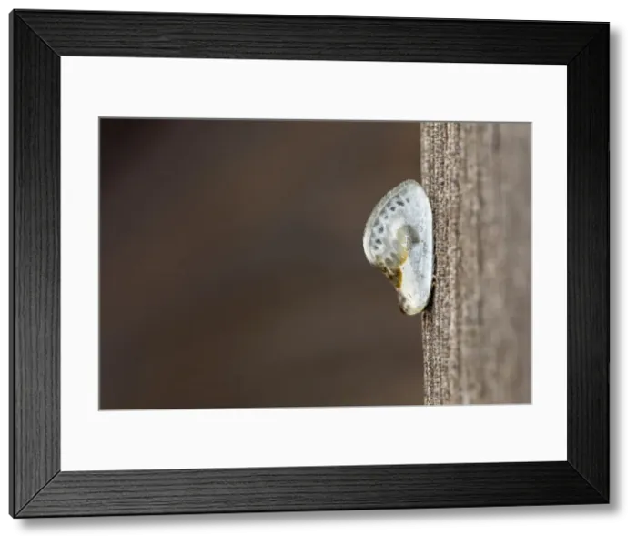 Framed Print : Picture No. 11993147 Framed Print : Picture No. 11993147