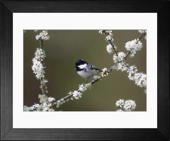 Framed Print : Picture No. 11993149 Framed Print : Picture No. 11993149