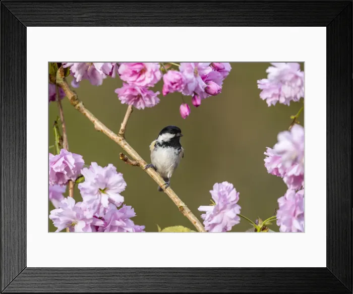 Framed Print : Picture No. 11993150 Framed Print : Picture No. 11993150