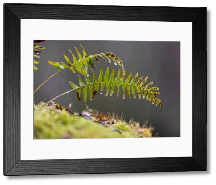 Framed Print : Picture No. 11993151 Framed Print : Picture No. 11993151