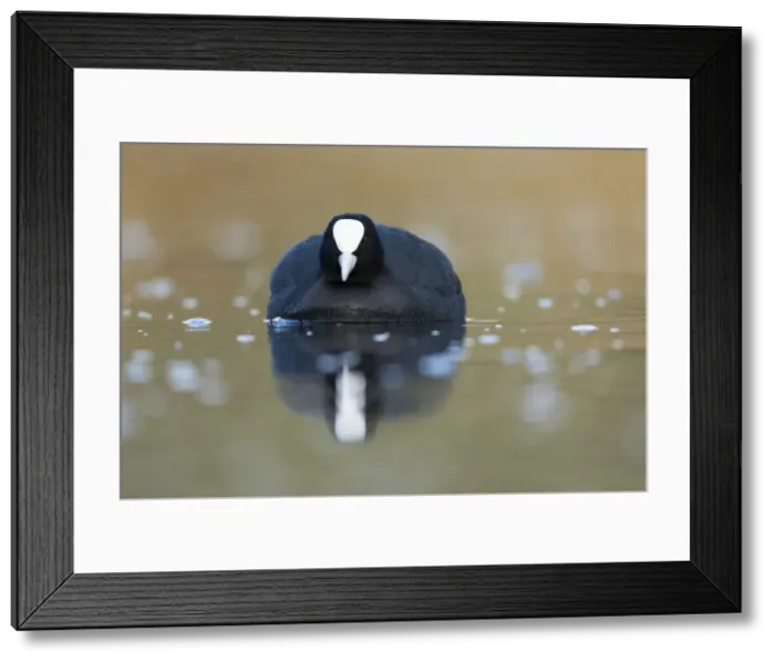 Framed Print : Picture No. 11993152 Framed Print : Picture No. 11993152