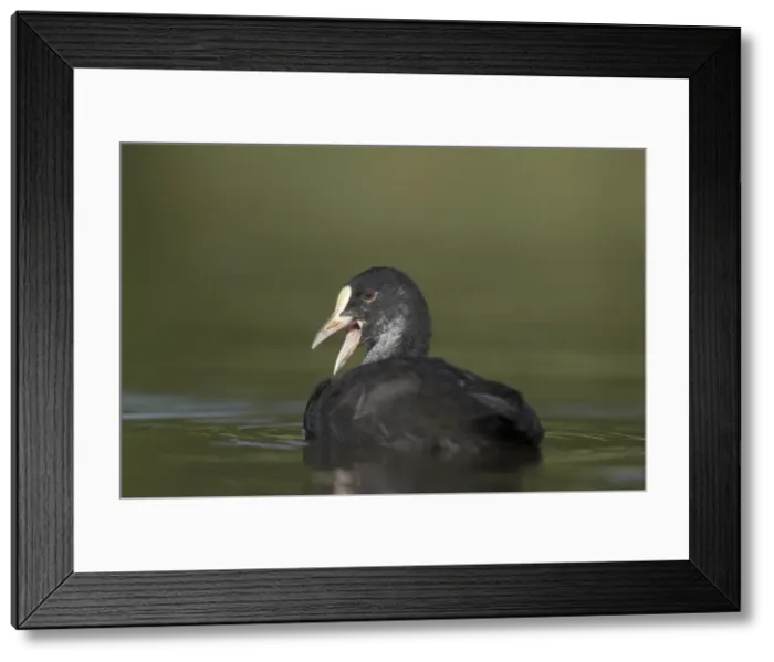 Framed Print : Picture No. 11993153 Framed Print : Picture No. 11993153