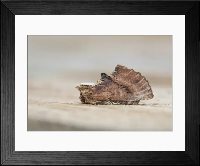 Framed Print : Picture No. 11993155 Framed Print : Picture No. 11993155