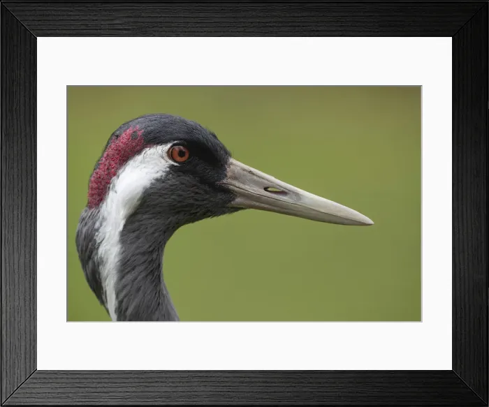 Framed Print : Picture No. 11993156 Framed Print : Picture No. 11993156