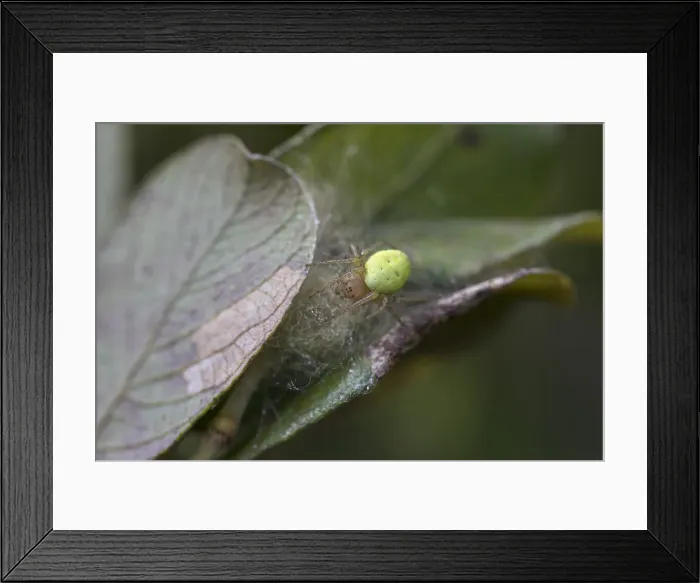 Framed Print : Picture No. 11993157 Framed Print : Picture No. 11993157