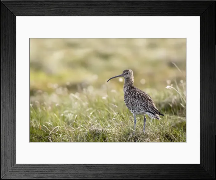 Framed Print : Picture No. 11993158 Framed Print : Picture No. 11993158