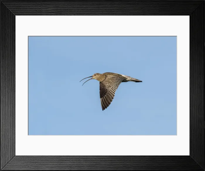 Framed Print : Picture No. 11993159 Framed Print : Picture No. 11993159
