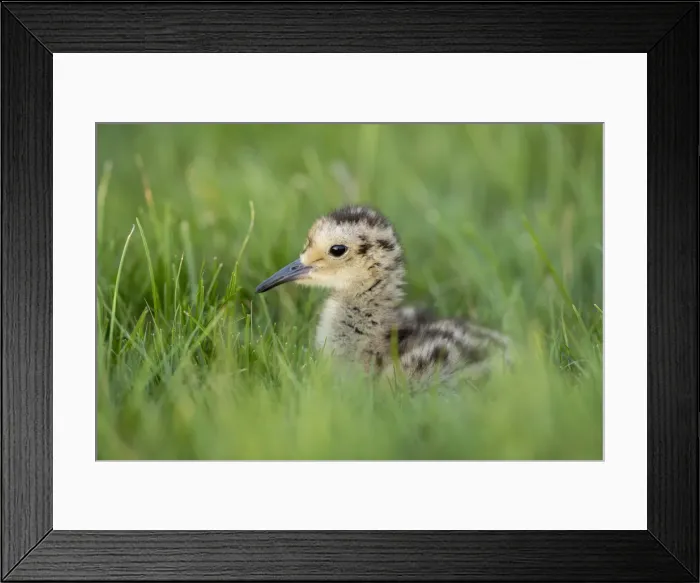 Framed Print : Picture No. 11993160 Framed Print : Picture No. 11993160