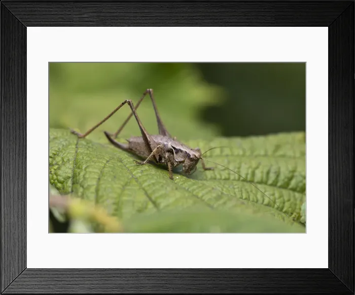 Framed Print : Picture No. 11993161 Framed Print : Picture No. 11993161