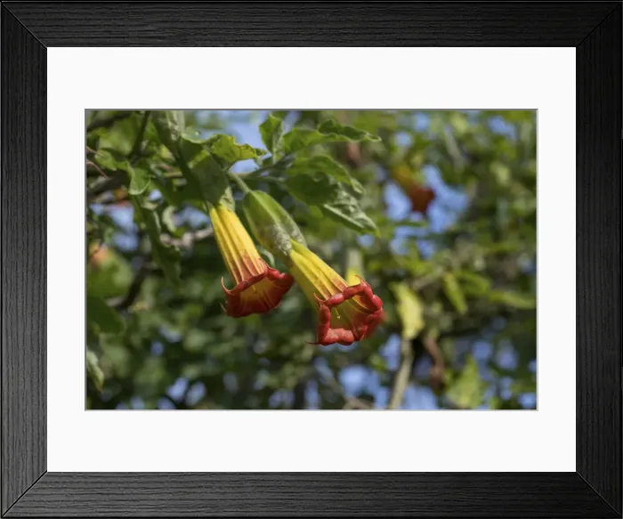 Framed Print : Picture No. 11993162 Framed Print : Picture No. 11993162