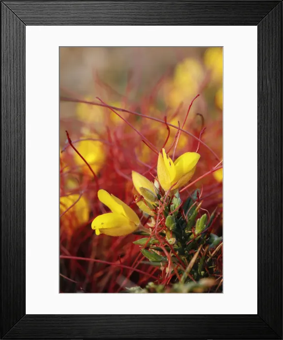 Framed Print : Picture No. 11993164