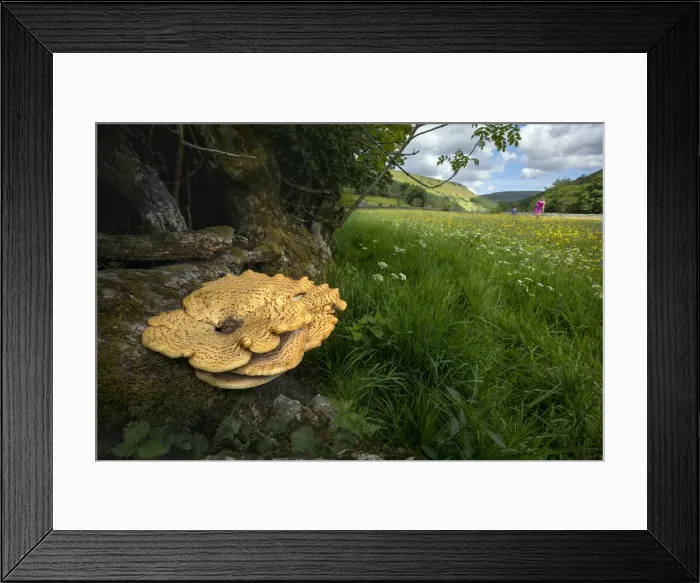 Framed Print : Picture No. 11993165 Framed Print : Picture No. 11993165