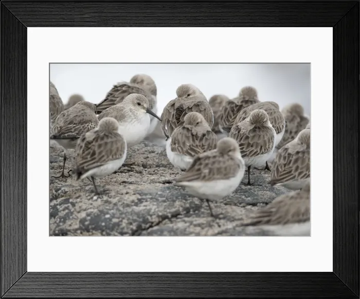 Framed Print : Picture No. 11993166 Framed Print : Picture No. 11993166