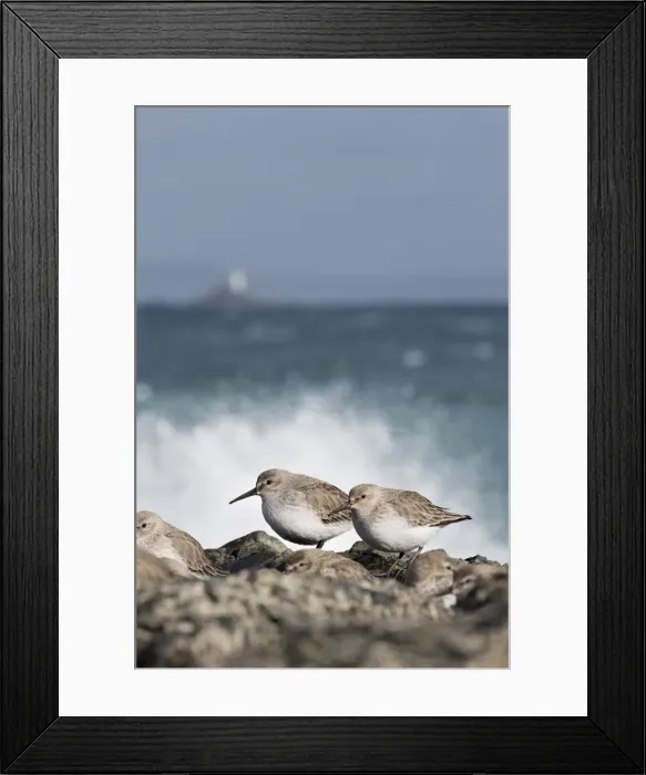 Framed Print : Picture No. 11993167 Framed Print : Picture No. 11993167
