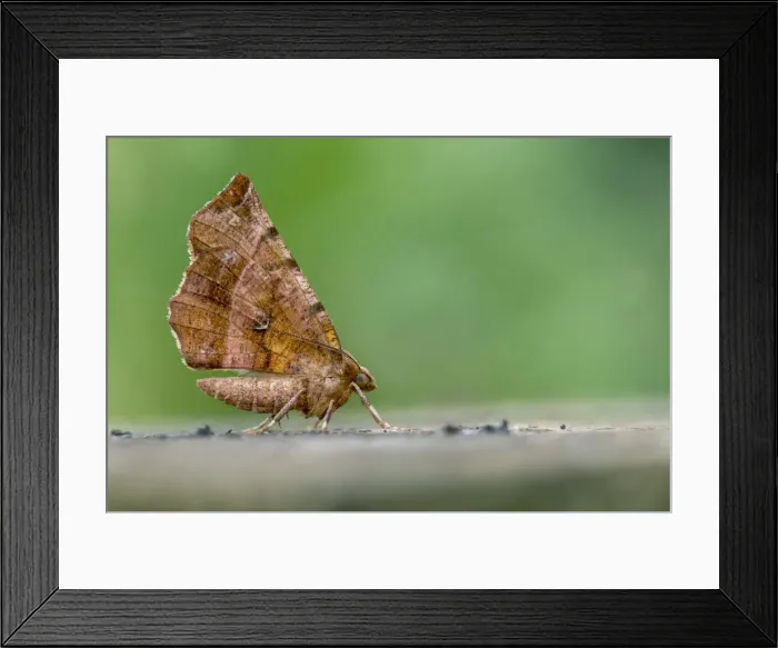Framed Print : Picture No. 11993170 Framed Print : Picture No. 11993170