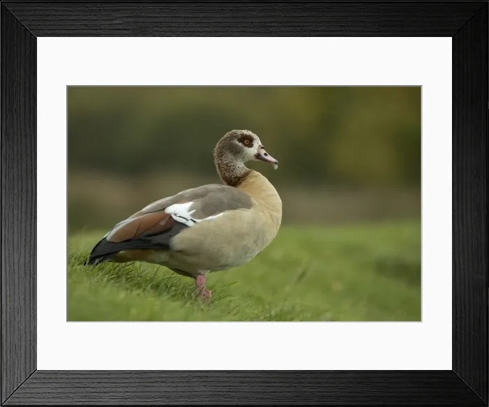 Framed Print : Picture No. 11993171 Framed Print : Picture No. 11993171
